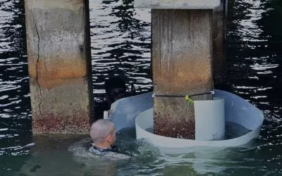 Repairing and restoring timber piles in marine environments